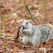 Delmarva Fox Squirrel - Photo (c) Justin Olthoff, some rights reserved (CC BY-NC), uploaded by Justin Olthoff