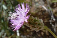 Centaurea pulchella