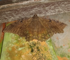 Ascalapha odorata
