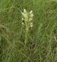Habenaria epipactidea