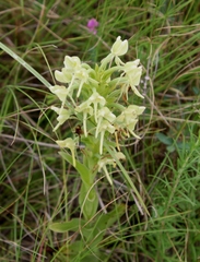 Habenaria epipactidea