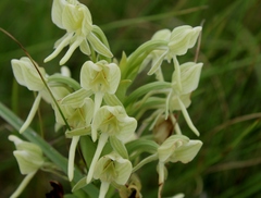 Habenaria epipactidea
