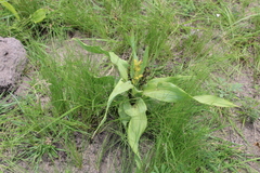 Hypoxis colchicifolia