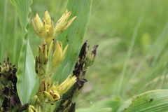 Hypoxis colchicifolia