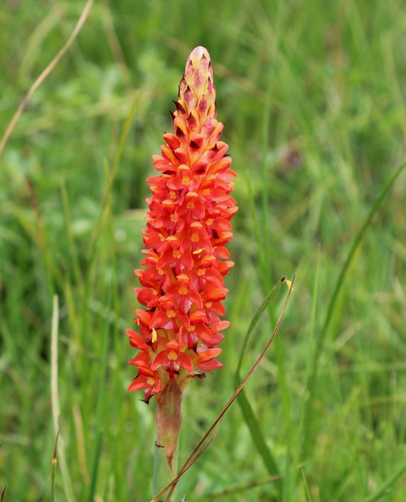 Honey Disa