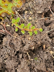 Selaginella wrightii