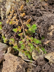 Selaginella wrightii