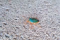 Edessa rufomarginata