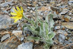 Gelasia circumflexa