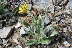 Gelasia circumflexa