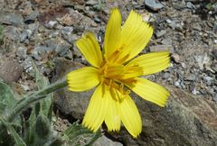Gelasia circumflexa