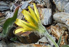 Gelasia circumflexa