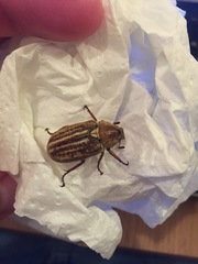 Anoxia australis
