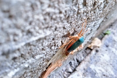 Edessa rufomarginata