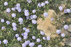 Convolvulus valentinus