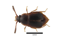 Acrulia inflata