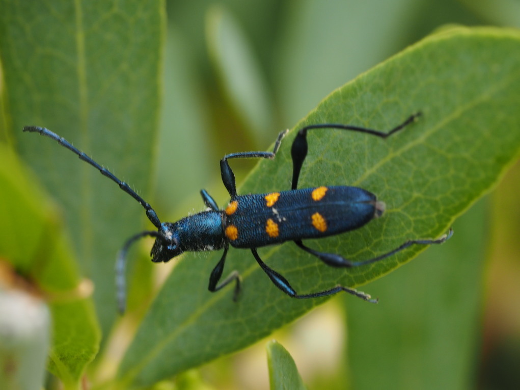 Closteromerus