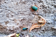 Edessa rufomarginata