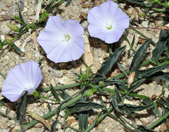 Convolvulus valentinus