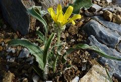 Gelasia circumflexa