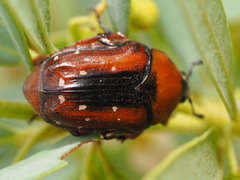 Clinteroides permutans