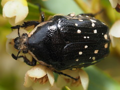 Clinteroides permutans