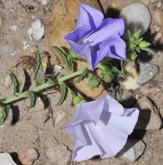 Convolvulus valentinus