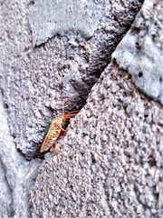 Edessa rufomarginata