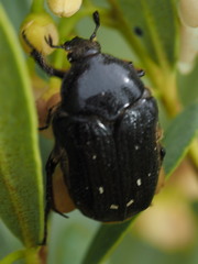 Clinteroides permutans