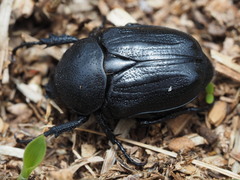 Hypselogenia geotrupina geotrupina