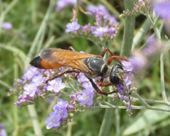 Sphex flavipennis