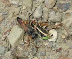 Palmodes strigulosus