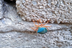 Edessa rufomarginata