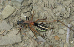 Palmodes strigulosus