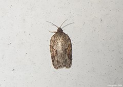 Acleris ptychogrammos