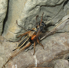 Palmodes strigulosus