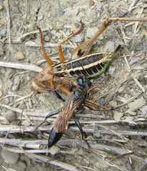 Palmodes strigulosus