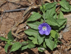 Convolvulus siculus siculus