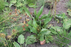 Hypoxis colchicifolia
