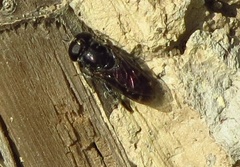 Eumerus obliquus