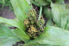 Hypoxis colchicifolia