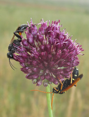 Palmodes strigulosus