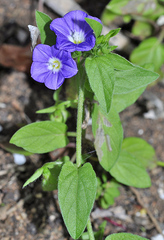 Convolvulus siculus siculus