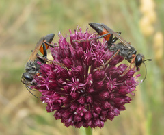 Palmodes strigulosus