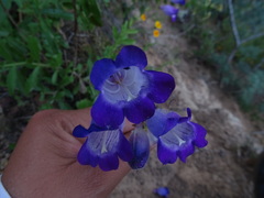 Penstemon potosinus