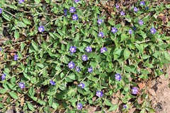 Convolvulus siculus siculus