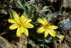 Gelasia circumflexa