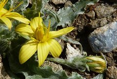 Gelasia circumflexa