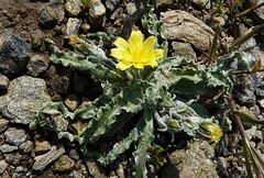 Gelasia circumflexa