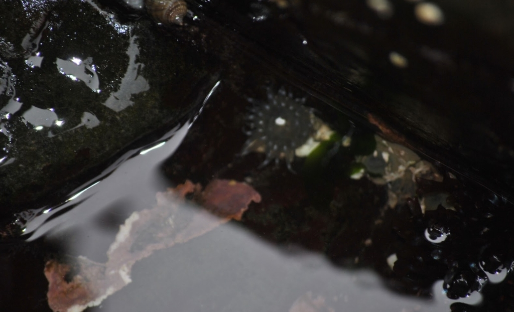 silver-spotted sea anemone